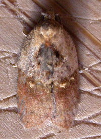 Garden Rose Tortrix